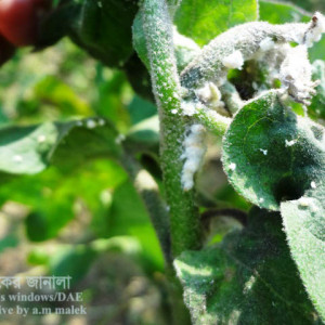 বেগুনের ছাতরা পোকা