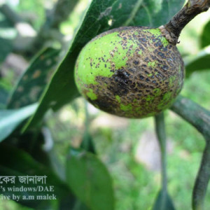 আমের দাদ রোগ বা স্ক্যাব