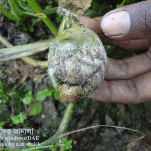 খিরার পিথিয়াম ফল পচা রোগ