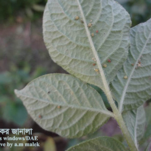 আলুর জাব পোকা